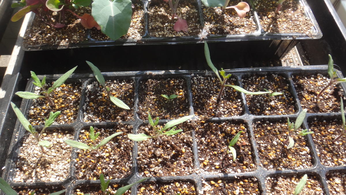 f:id:cafelegume:20190418202433j:plain