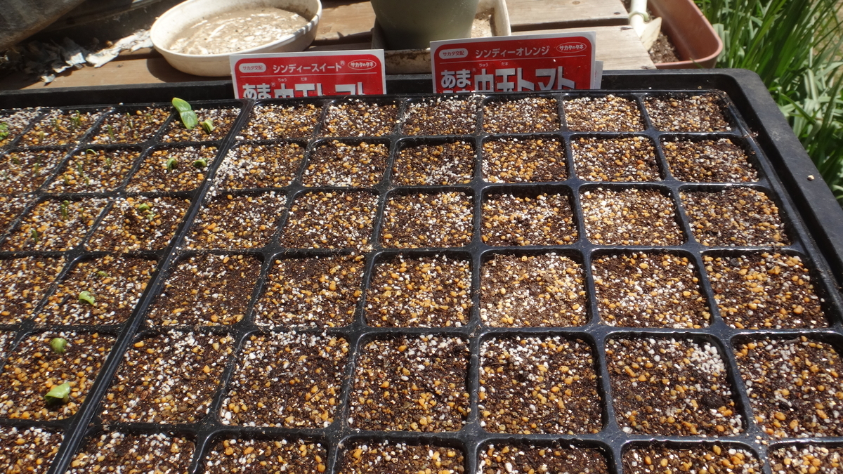 f:id:cafelegume:20190418202615j:plain