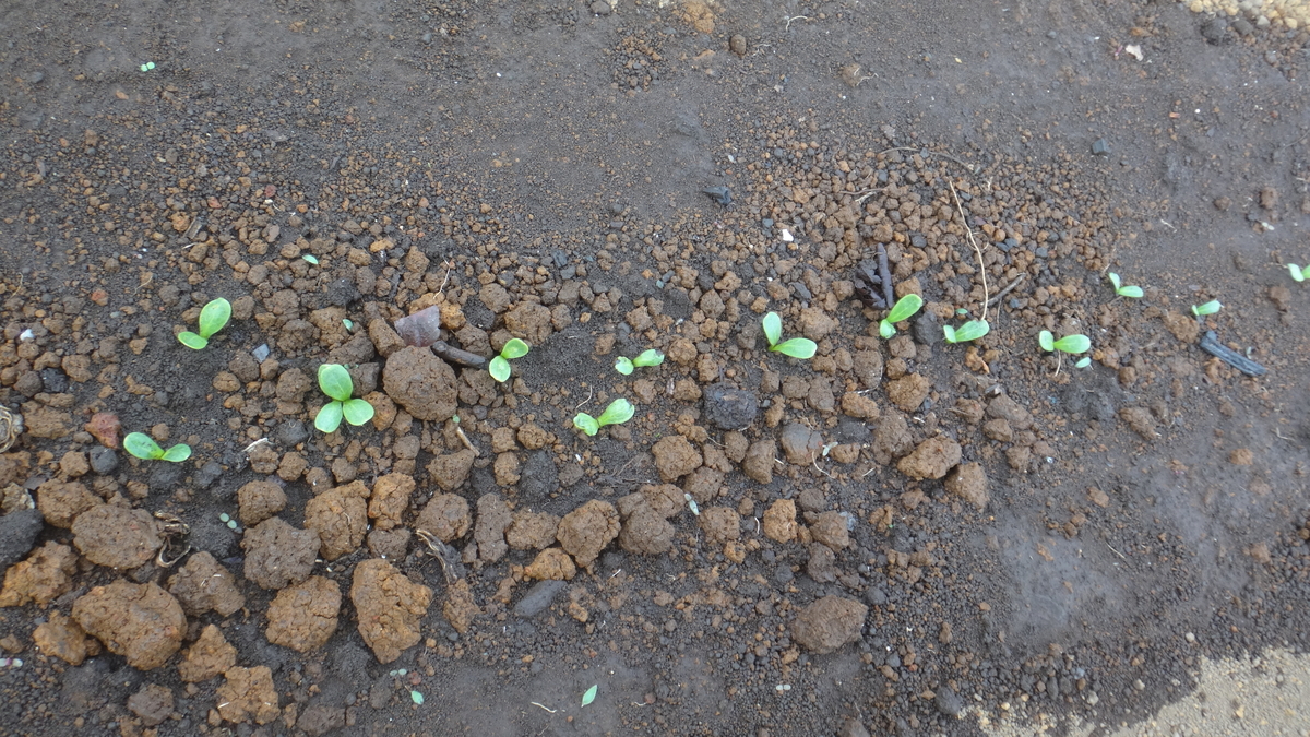 f:id:cafelegume:20190418233633j:plain