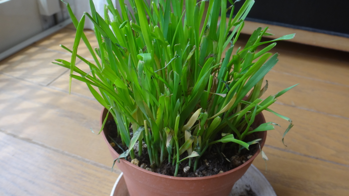 f:id:cafelegume:20190420233248j:plain