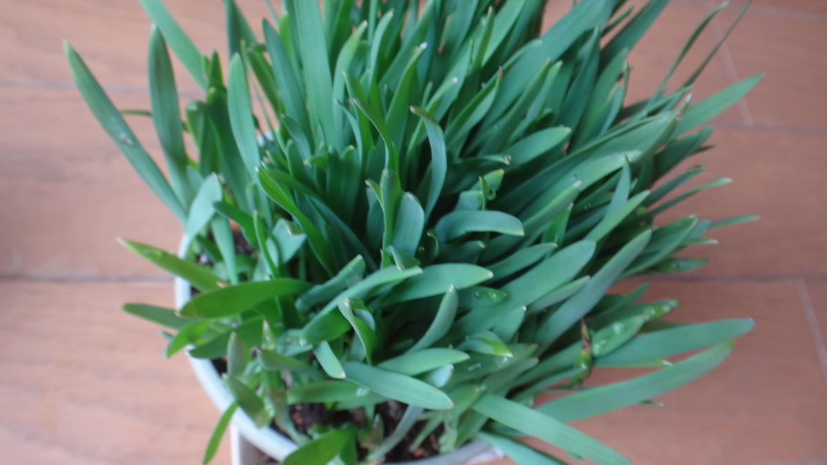 f:id:cafelegume:20190420233432j:plain