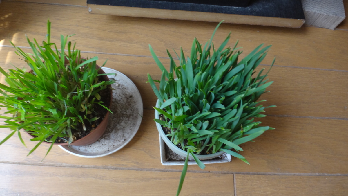 f:id:cafelegume:20190420233610j:plain