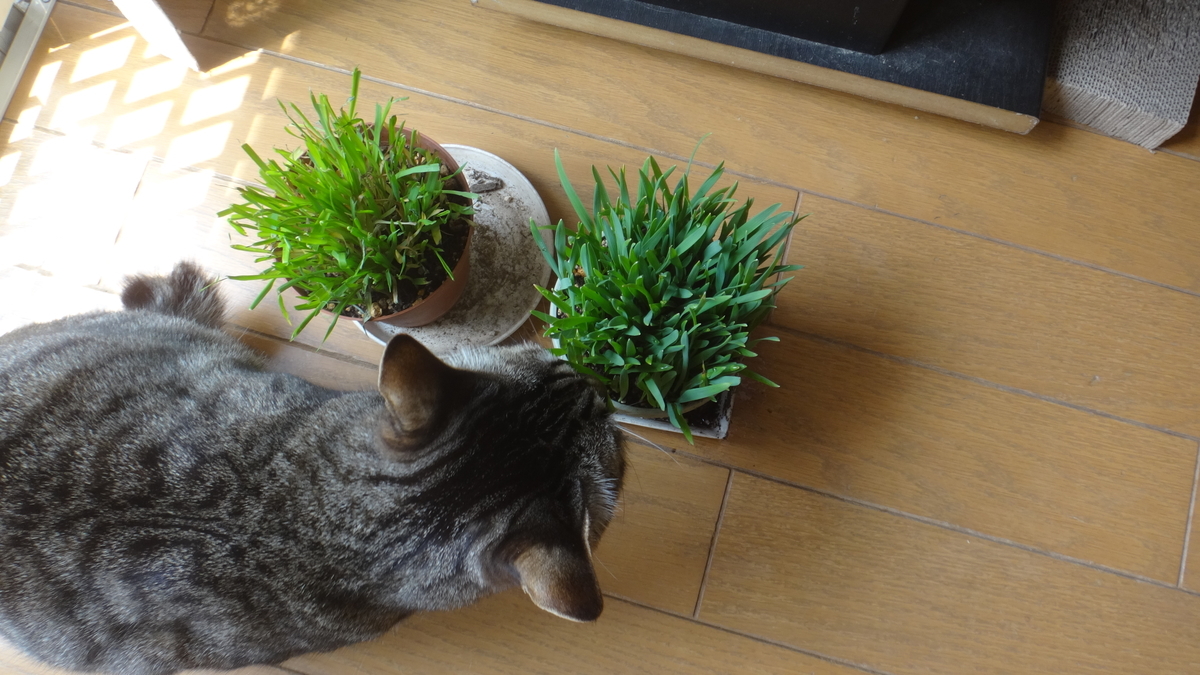 f:id:cafelegume:20190420233724j:plain