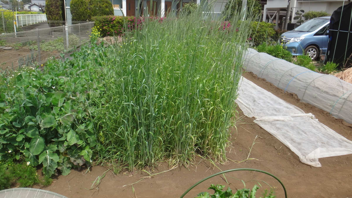 f:id:cafelegume:20190421001408j:plain