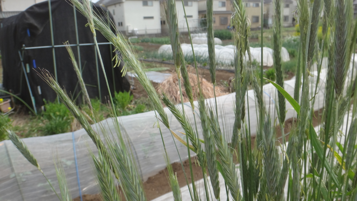 f:id:cafelegume:20190421203948j:plain