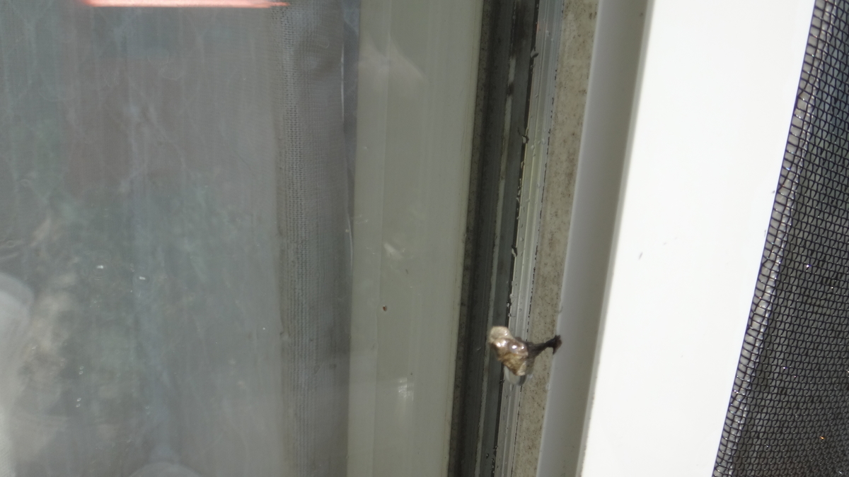 f:id:cafelegume:20190421231320j:plain