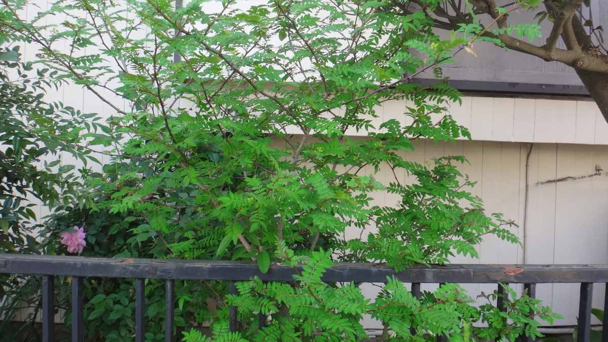 f:id:cafelegume:20190424205132j:plain