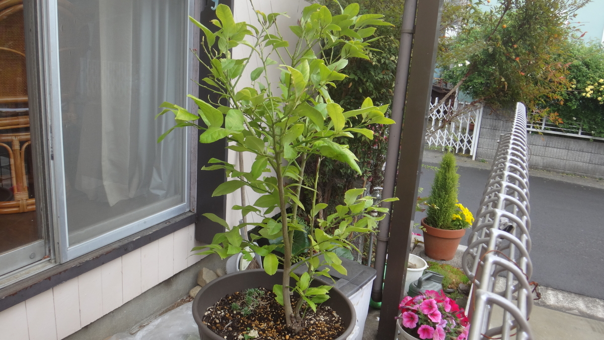 f:id:cafelegume:20190424212012j:plain