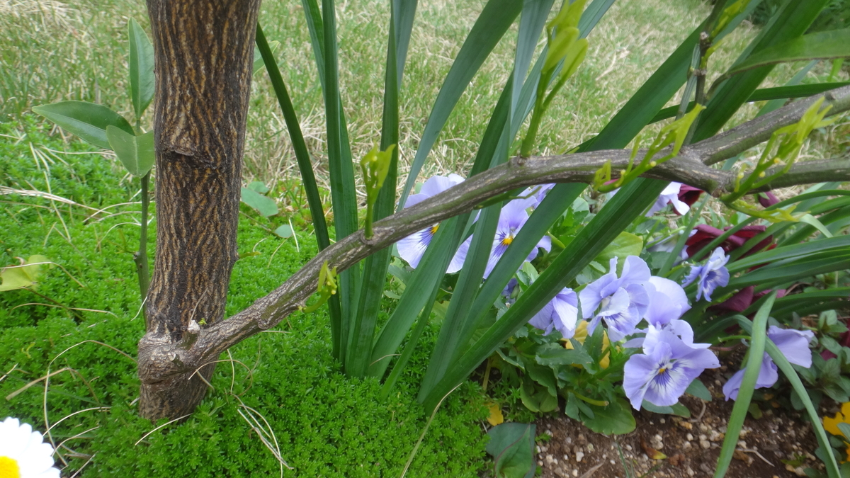 f:id:cafelegume:20190424221852j:plain