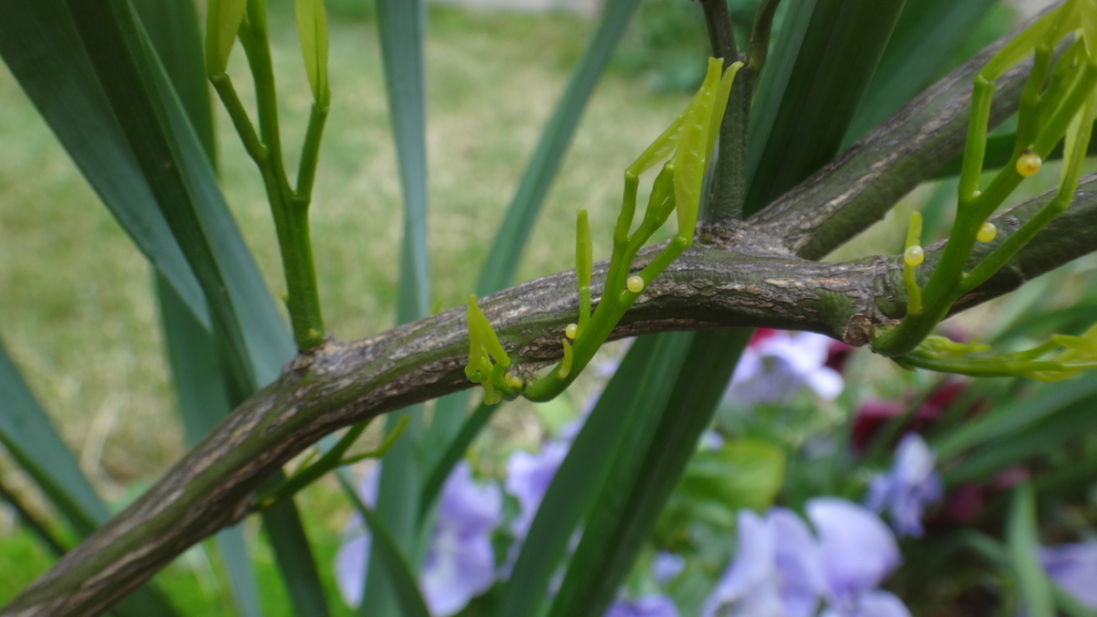 f:id:cafelegume:20190424222056j:plain