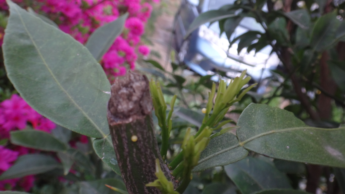 f:id:cafelegume:20190424224630j:plain
