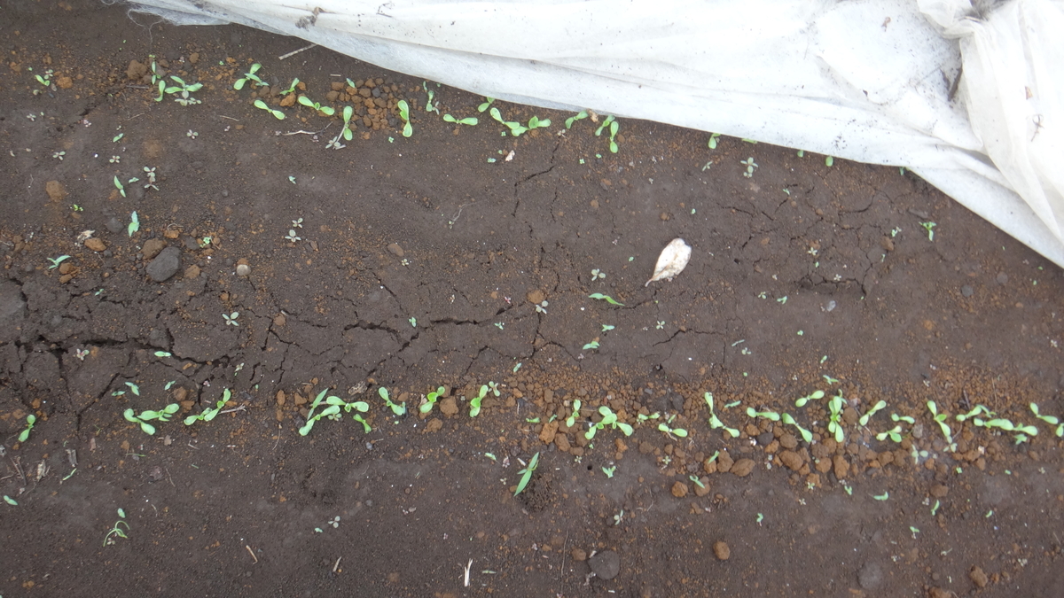 f:id:cafelegume:20190427233052j:plain f:id:cafelegume:20190427233052j:plain