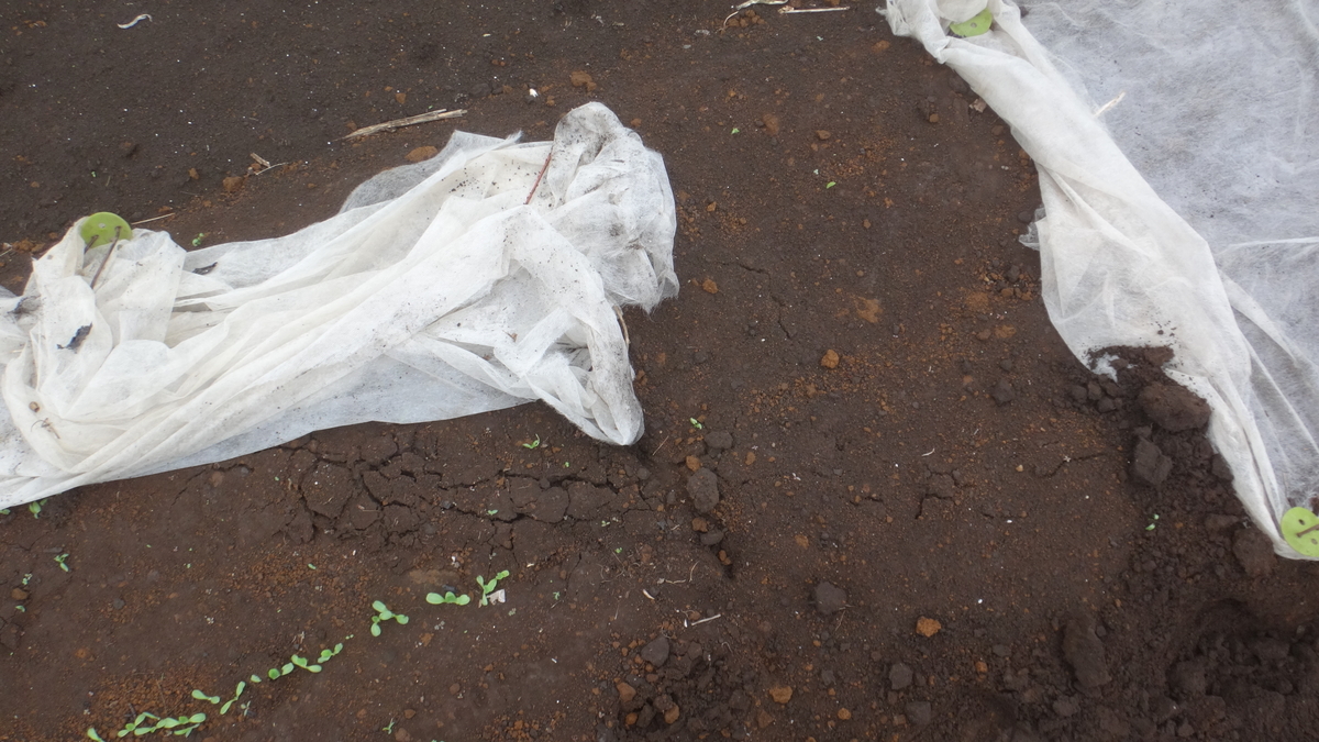 f:id:cafelegume:20190427233308j:plain f:id:cafelegume:20190427233308j:plain