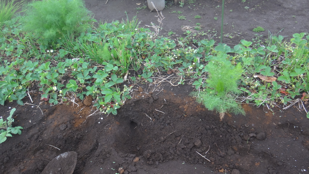 f:id:cafelegume:20190427234310j:plain f:id:cafelegume:20190427234310j:plain