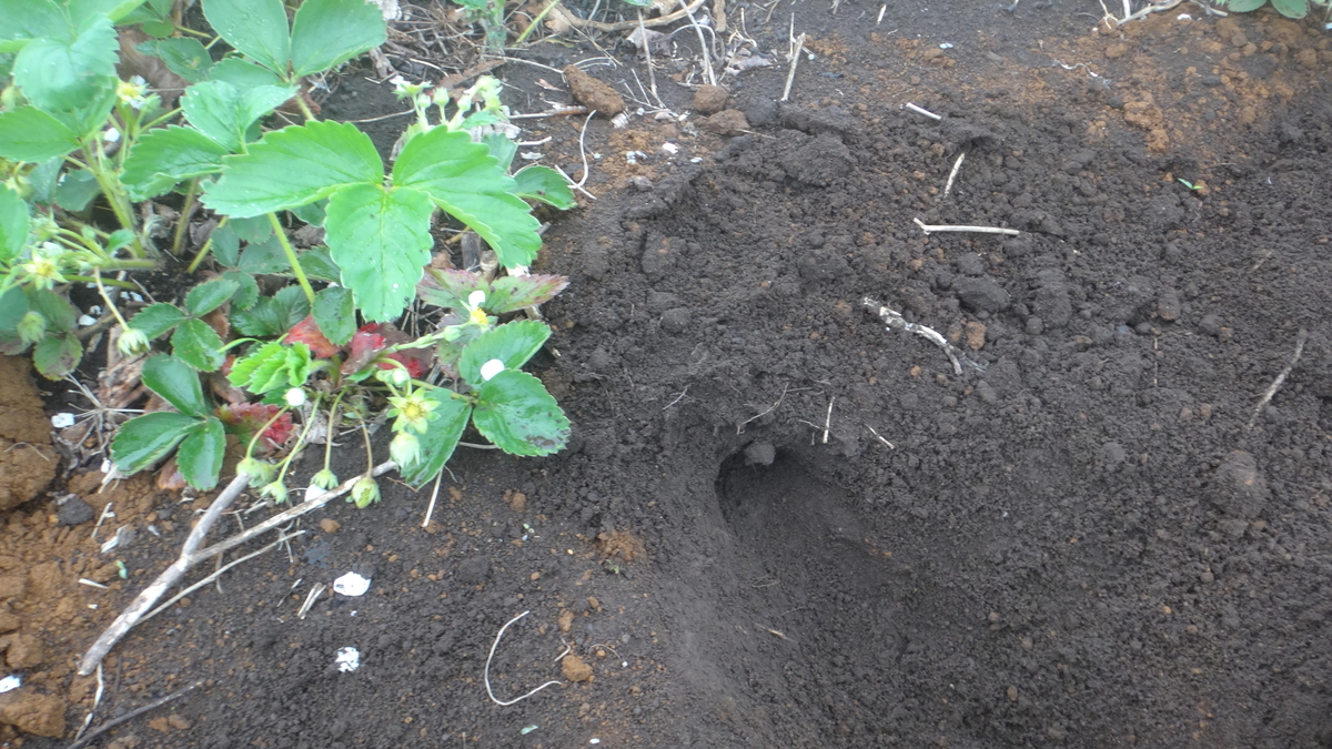 f:id:cafelegume:20190427234434j:plain f:id:cafelegume:20190427234434j:plain