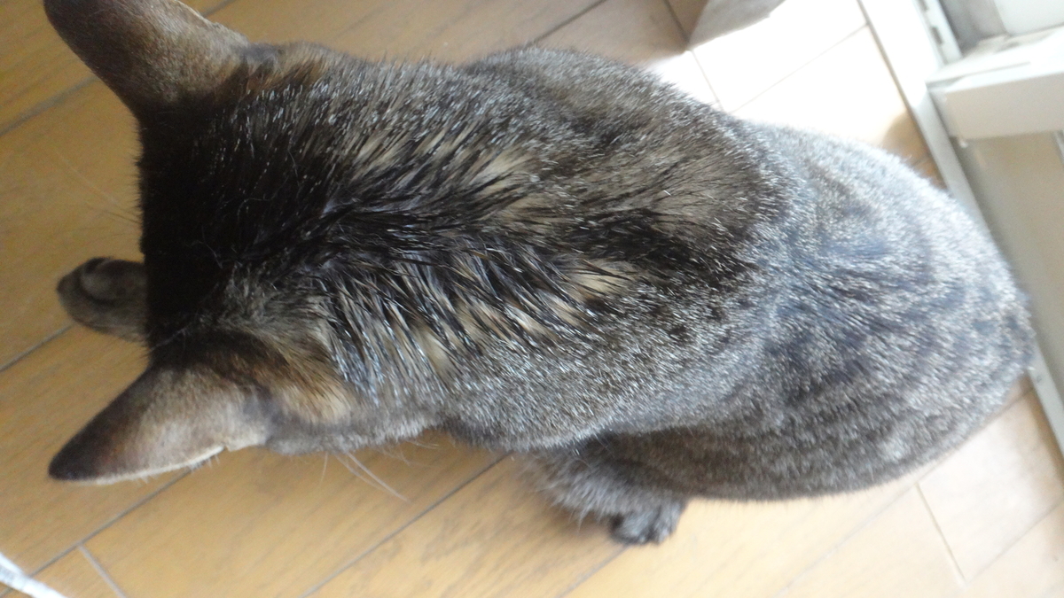 f:id:cafelegume:20190428012554j:plain
