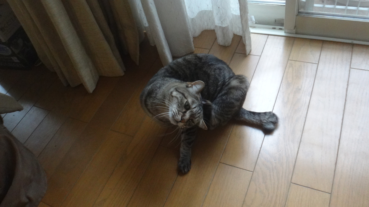 f:id:cafelegume:20190428012731j:plain