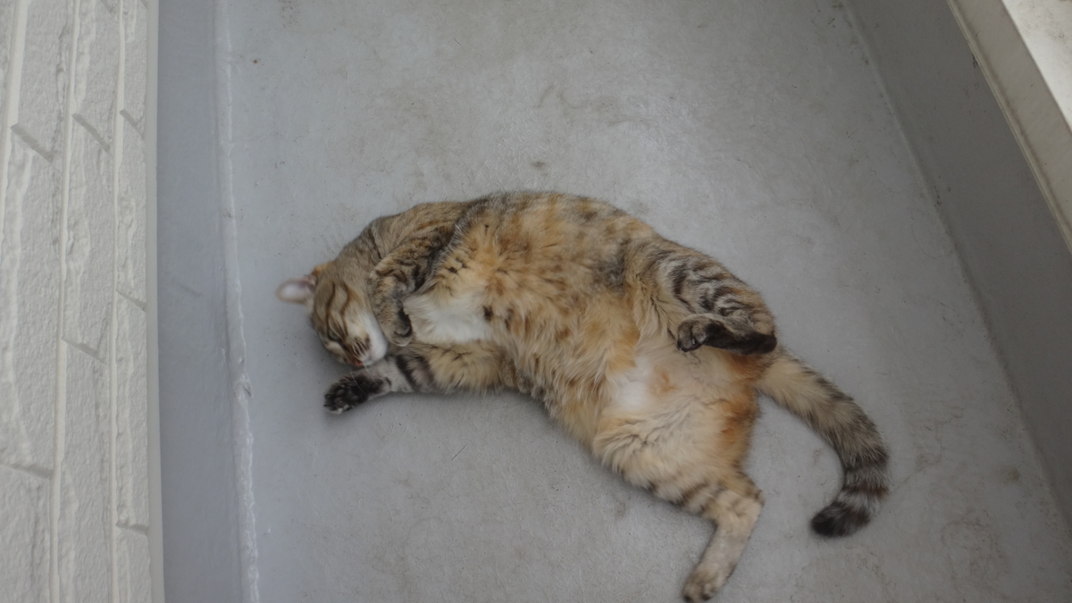 f:id:cafelegume:20190428013422j:plain