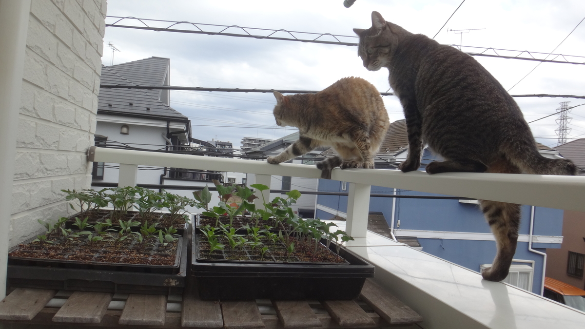 f:id:cafelegume:20190502211007j:plain