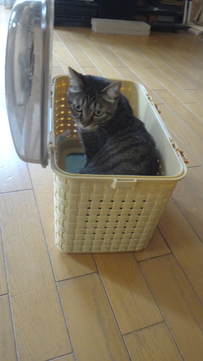 f:id:cafelegume:20190504214242j:plain