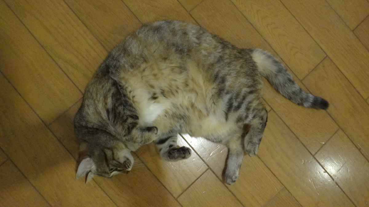 f:id:cafelegume:20190504214536j:plain
