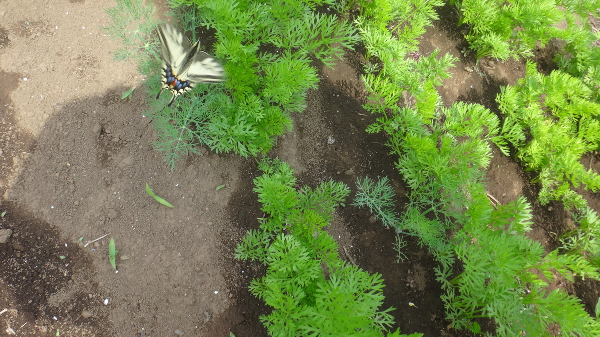 f:id:cafelegume:20190504222409j:plain