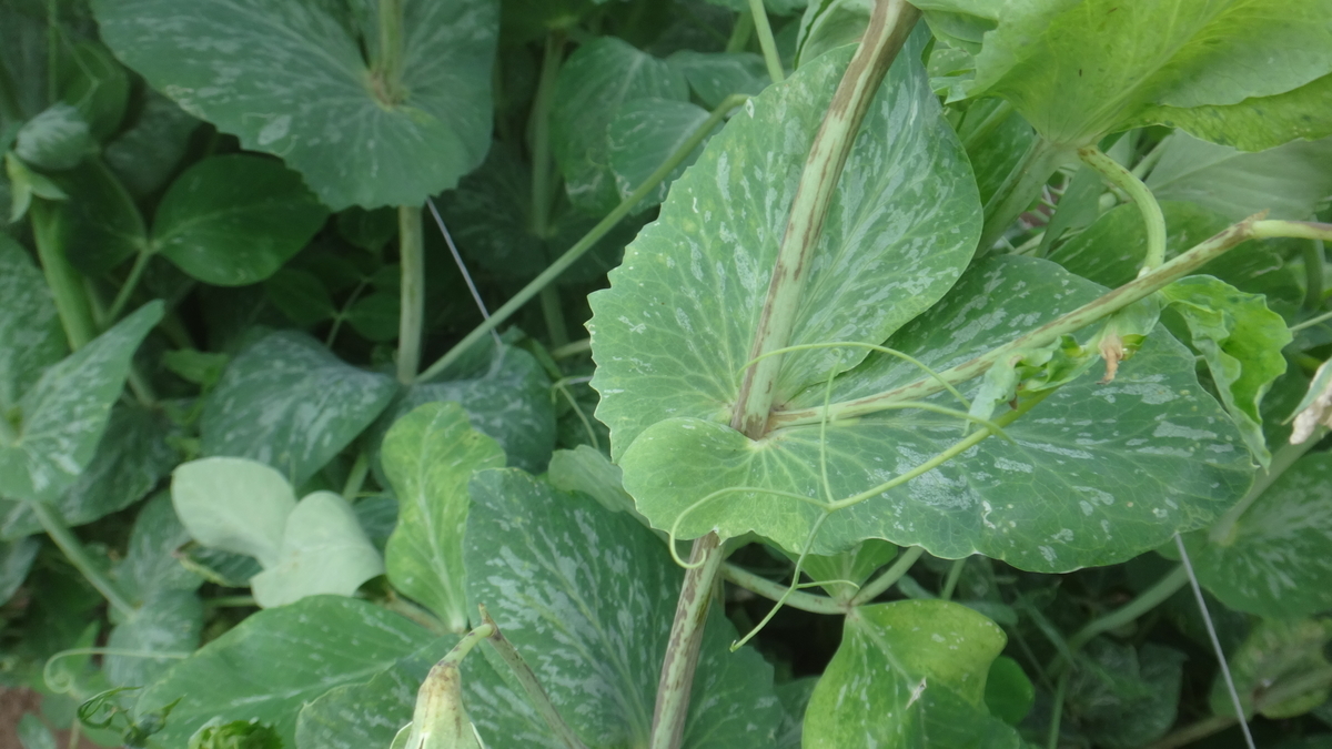f:id:cafelegume:20190504225152j:plain