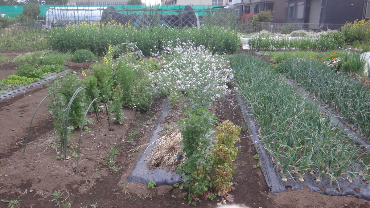 f:id:cafelegume:20190505225142j:plain