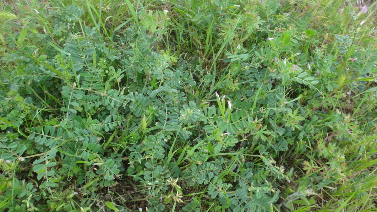 f:id:cafelegume:20190507012547j:plain