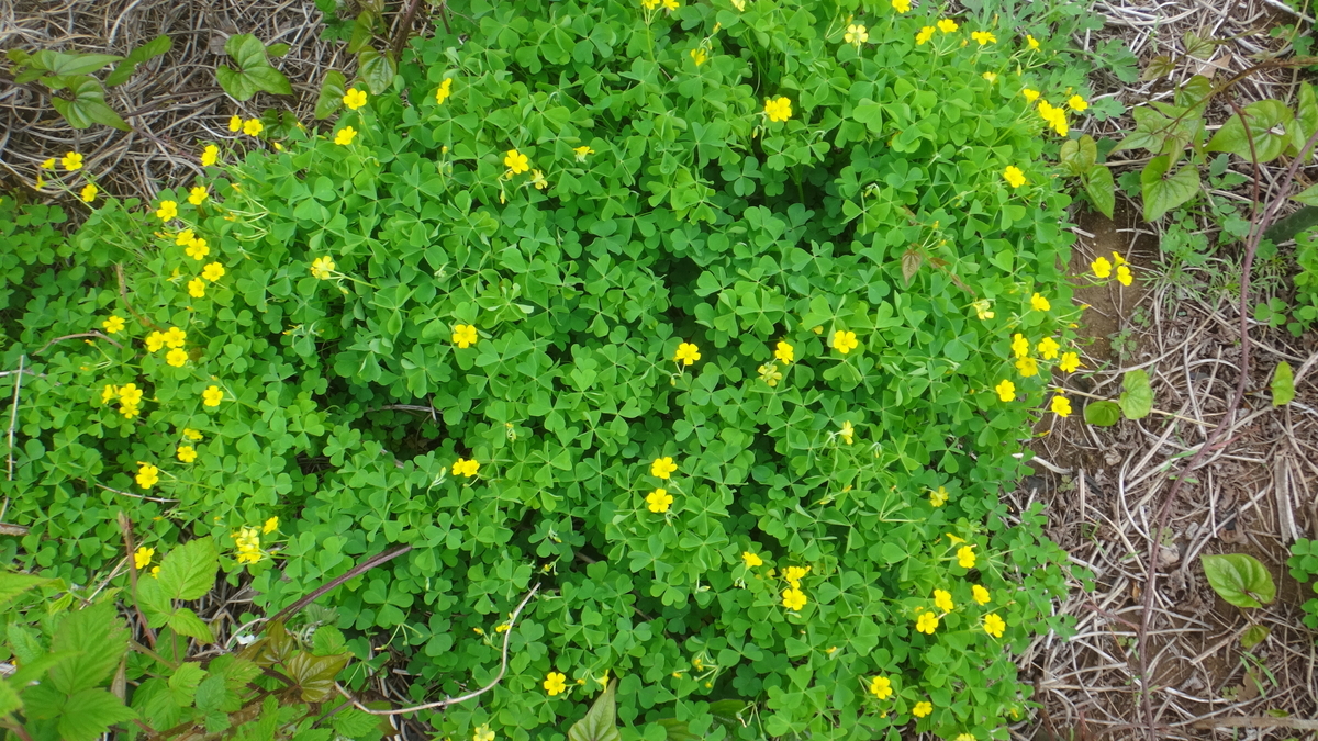 f:id:cafelegume:20190507012639j:plain