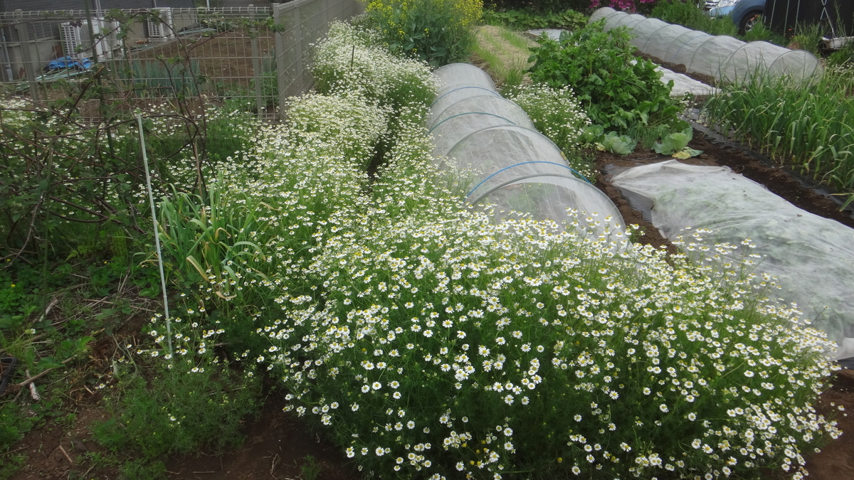 f:id:cafelegume:20190507012924j:plain