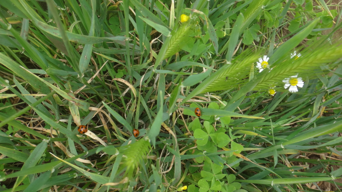 f:id:cafelegume:20190507014036j:plain