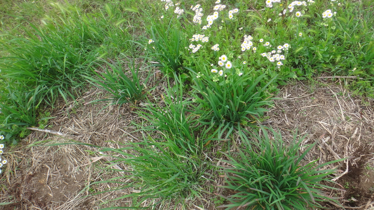 f:id:cafelegume:20190507015743j:plain