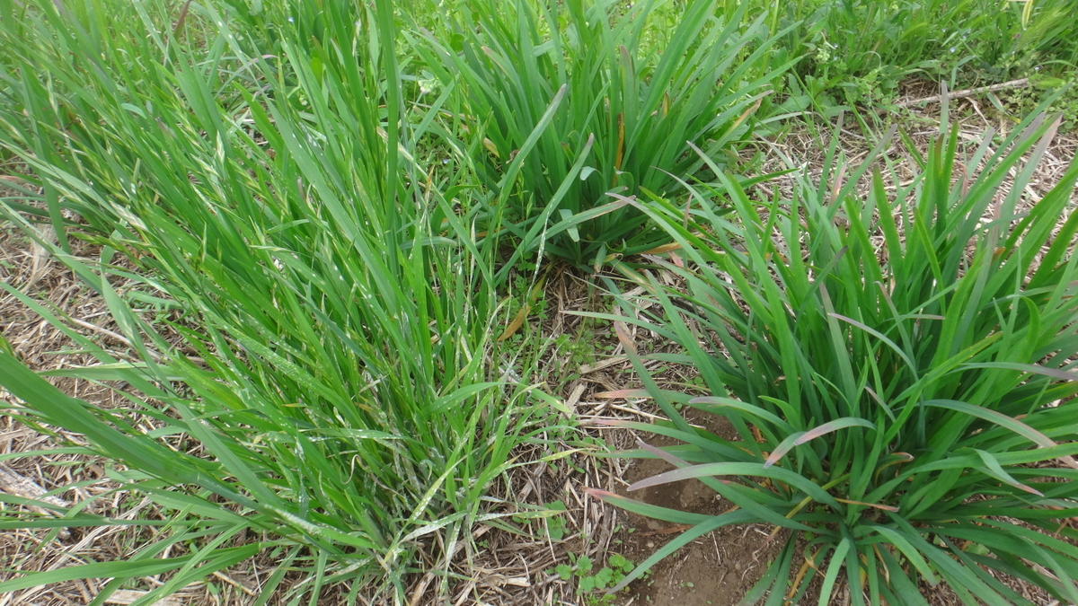 f:id:cafelegume:20190507015938j:plain