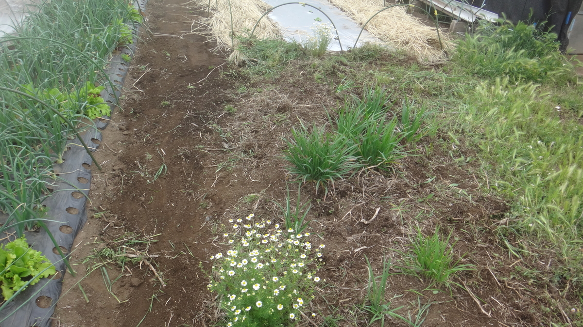 f:id:cafelegume:20190507020451j:plain