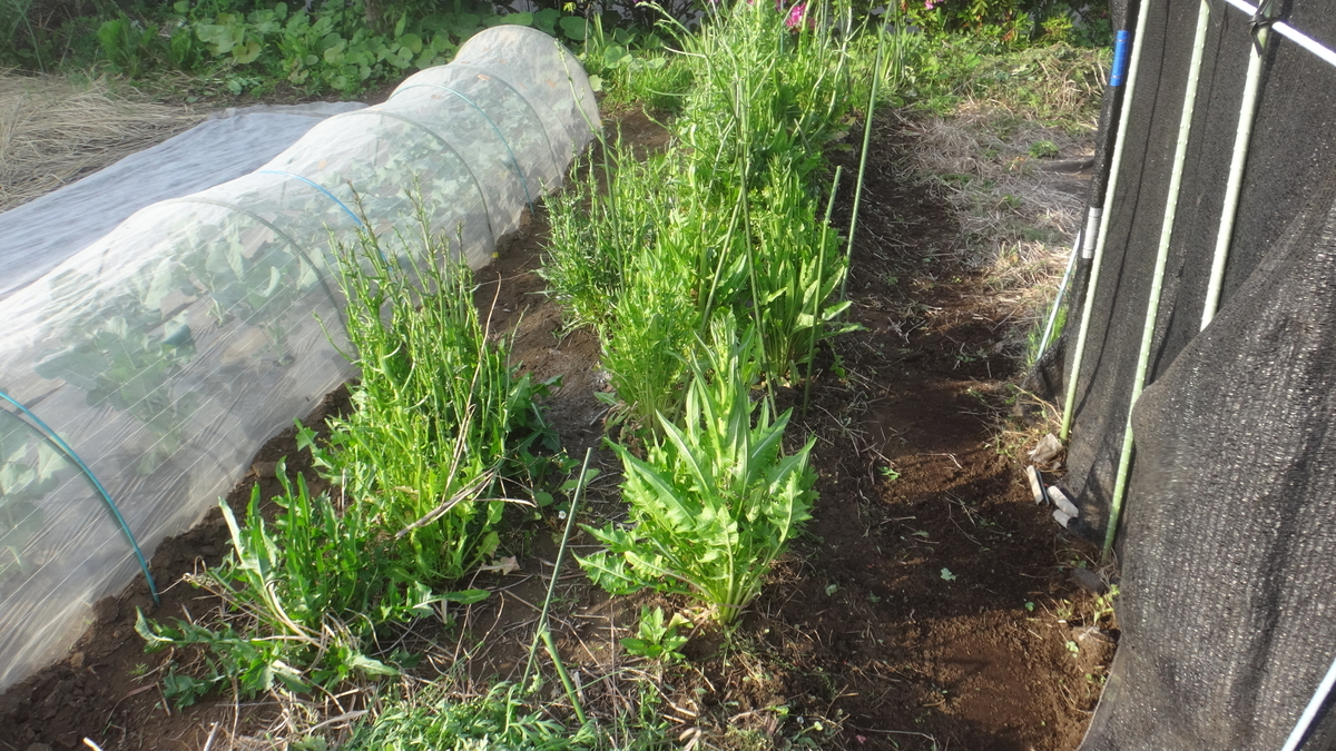 f:id:cafelegume:20190507021730j:plain