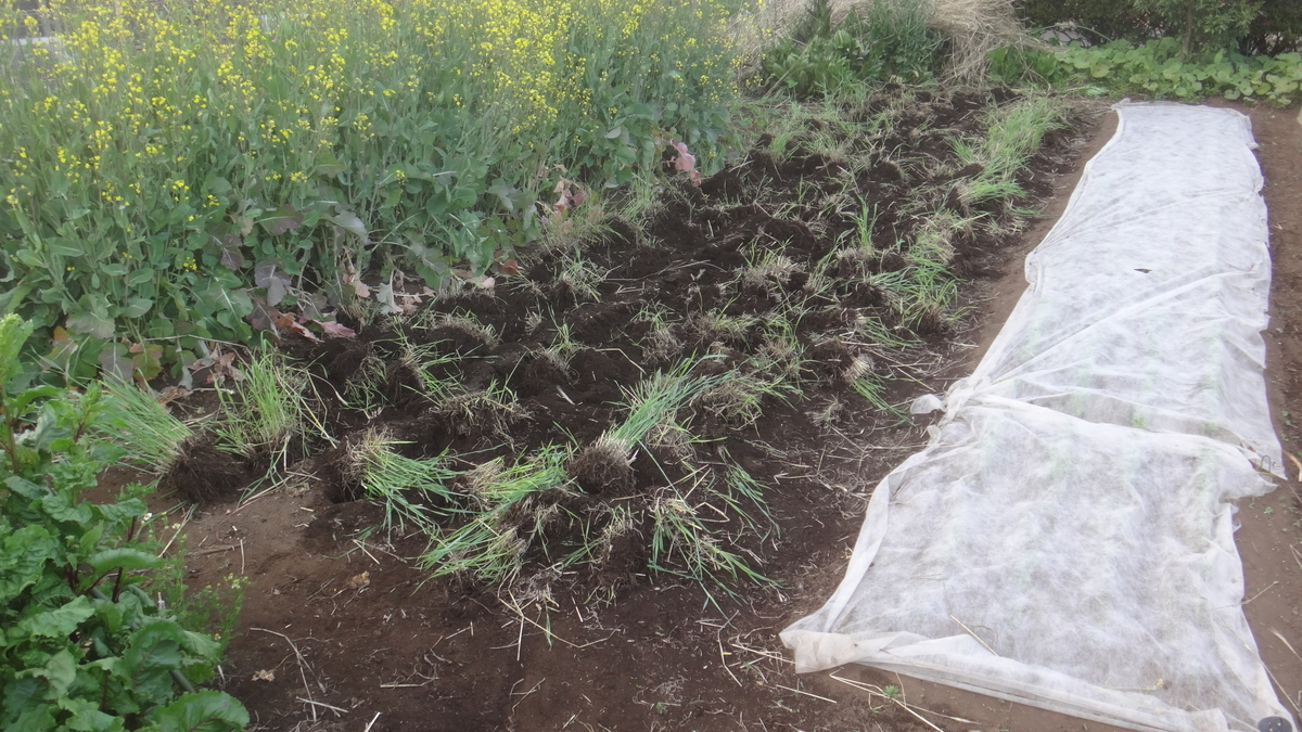 f:id:cafelegume:20190507022409j:plain