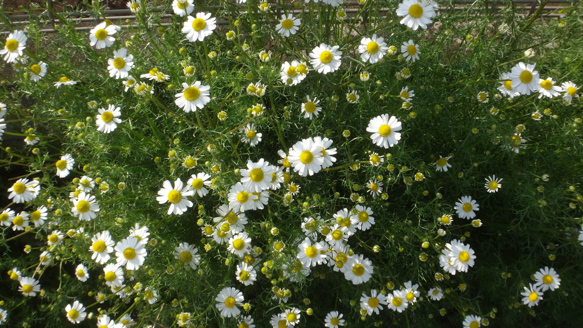 f:id:cafelegume:20190507214430j:plain