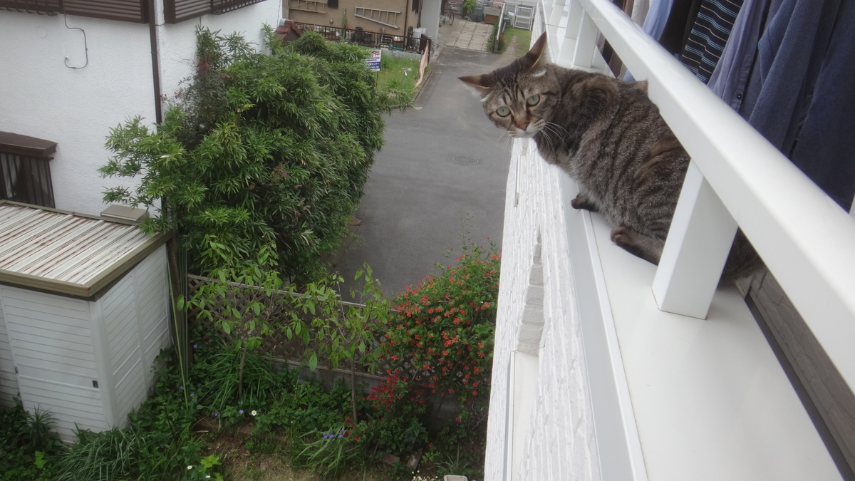 f:id:cafelegume:20190507221714j:plain