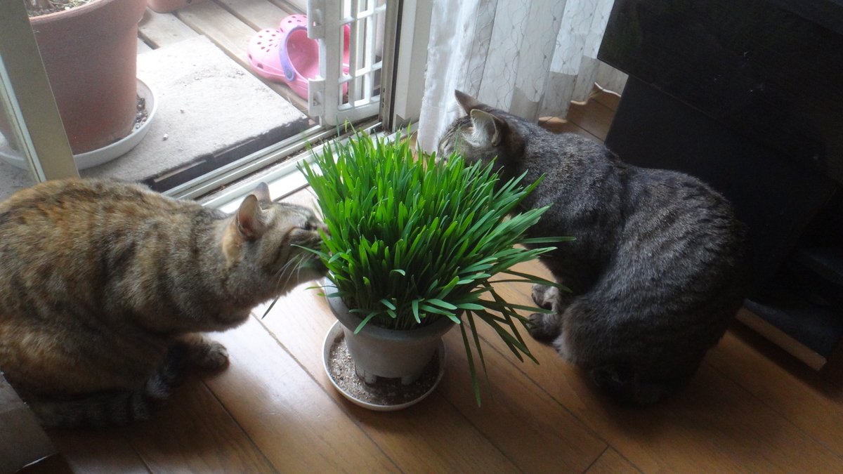 f:id:cafelegume:20190507222142j:plain