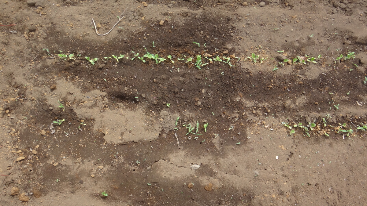 f:id:cafelegume:20190508223345j:plain