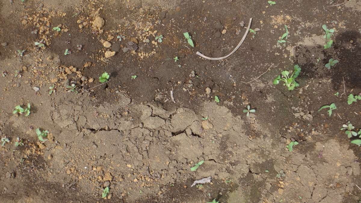 f:id:cafelegume:20190508223639j:plain
