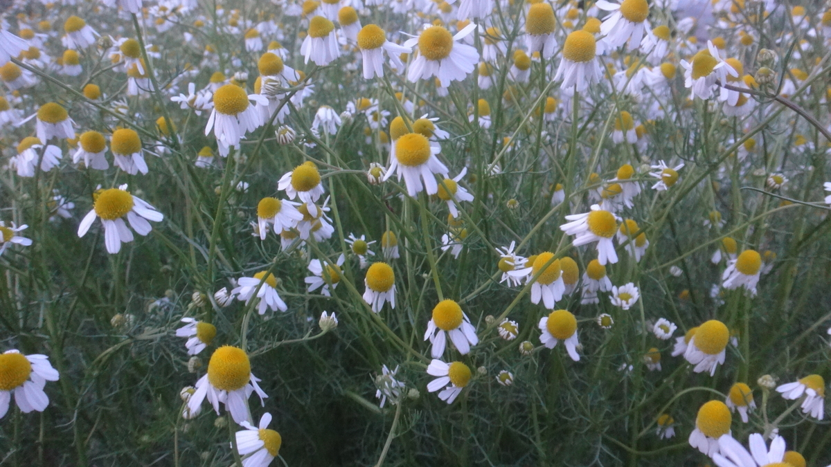 f:id:cafelegume:20190508235124j:plain