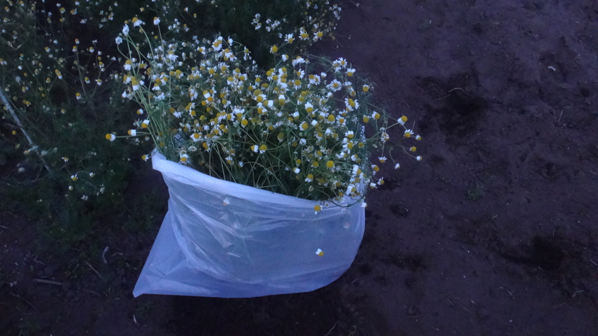 f:id:cafelegume:20190509000903j:plain