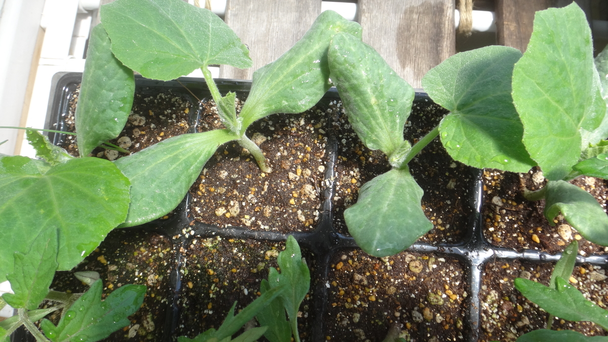 f:id:cafelegume:20190509234219j:plain
