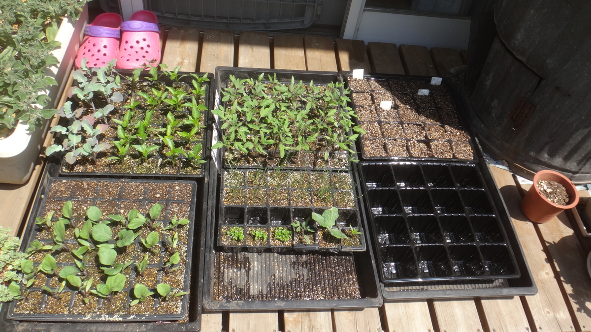 f:id:cafelegume:20190510235530j:plain