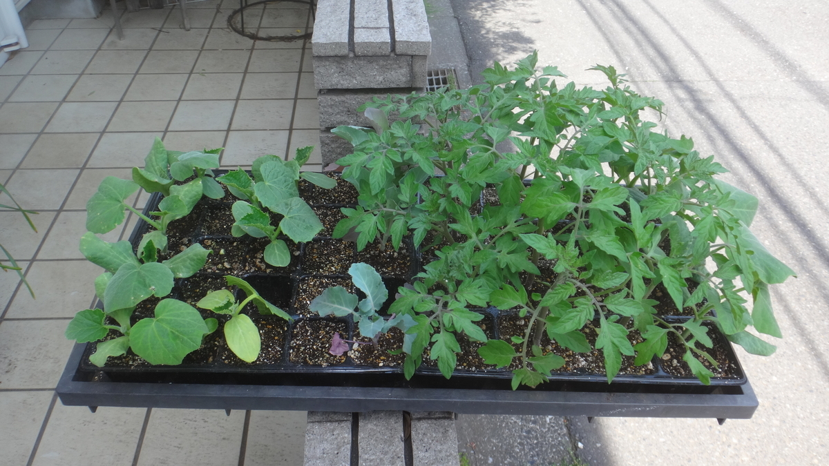 f:id:cafelegume:20190511004333j:plain