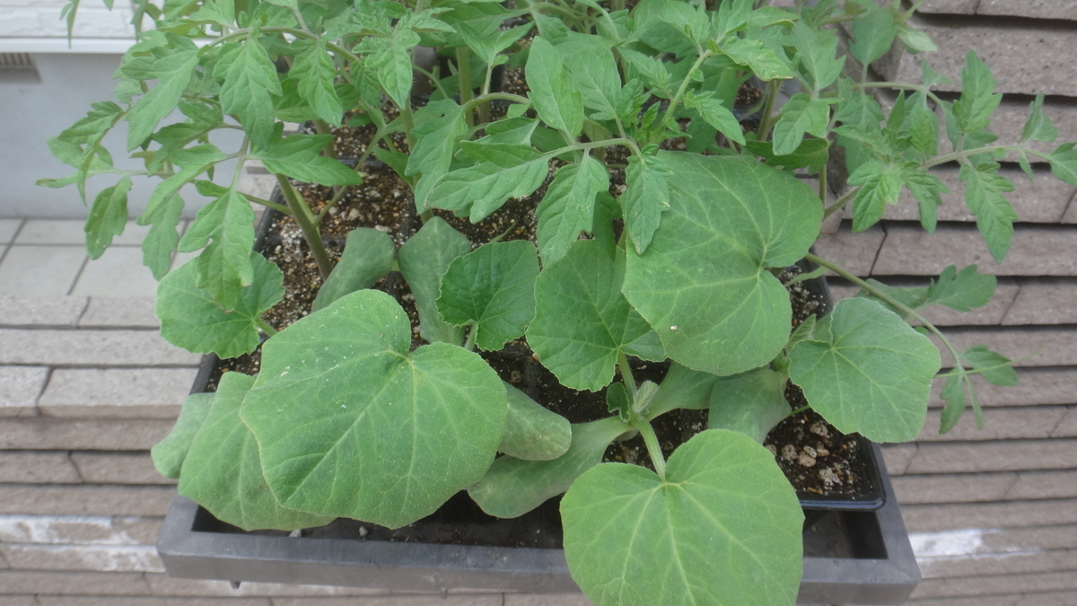 f:id:cafelegume:20190511004518j:plain