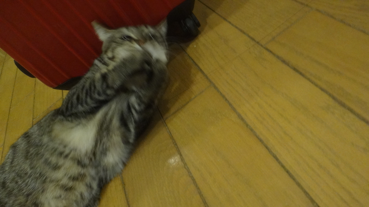 f:id:cafelegume:20190511221149j:plain
