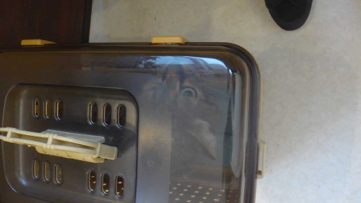 f:id:cafelegume:20190511223201j:plain